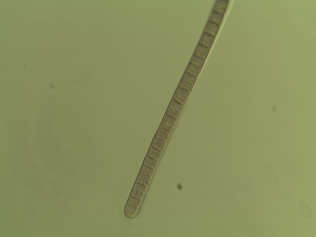 Cianoficea